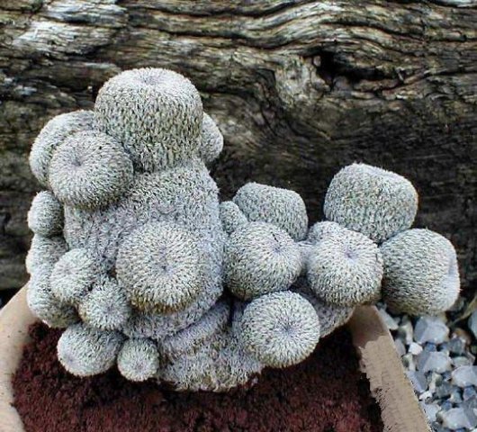 Epithelantha_micromeris_4